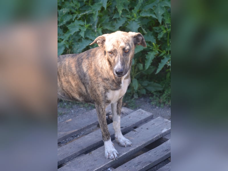 HANNI wünscht sich ein liebevolles Zuhause