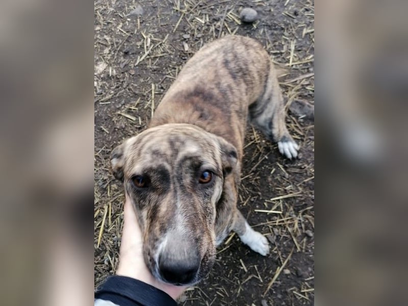 HANNI wünscht sich ein liebevolles Zuhause