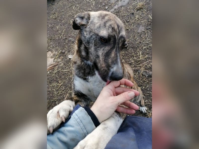 HANNI wünscht sich ein liebevolles Zuhause