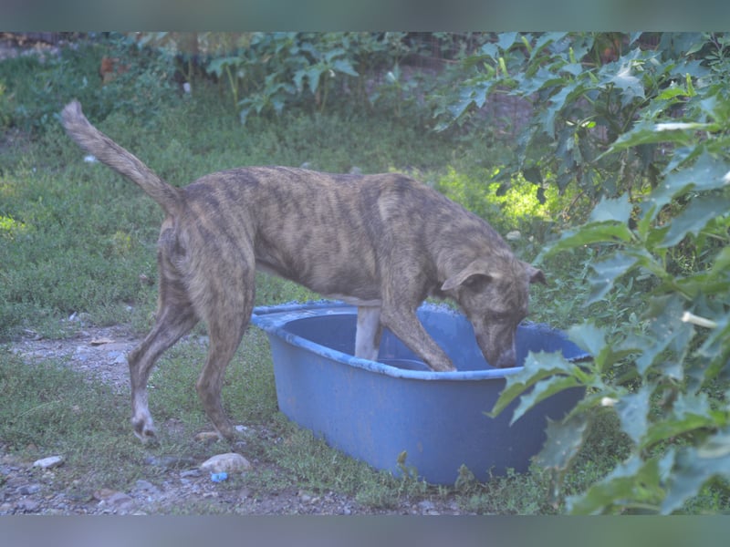 HANNI wünscht sich ein liebevolles Zuhause