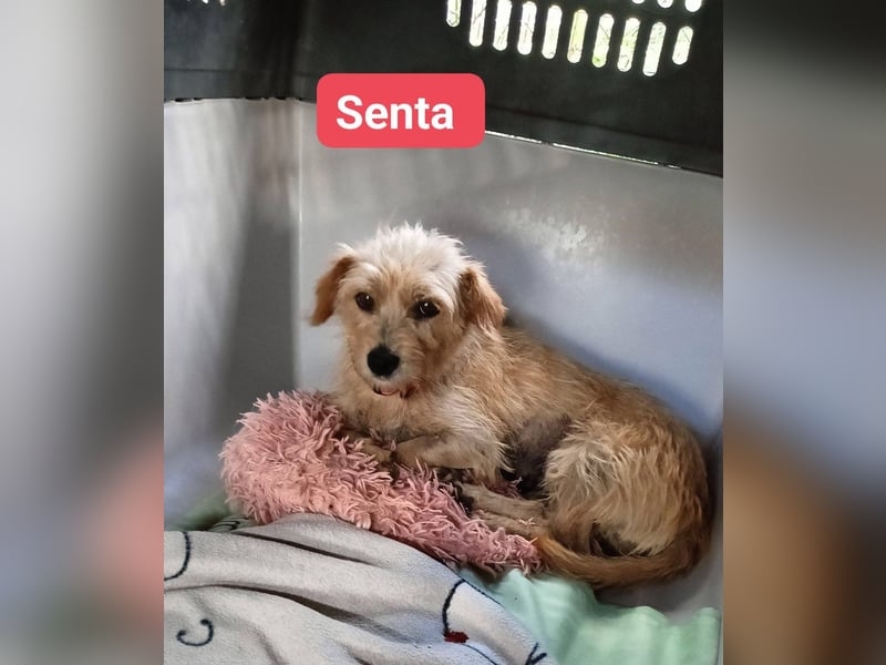 Senta