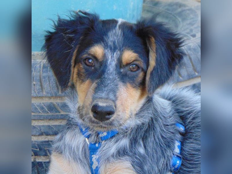 Jonny (PflegestelleLeichlingen NRW) , süßes Hundekind möchte bei seinem Menschen groß werden