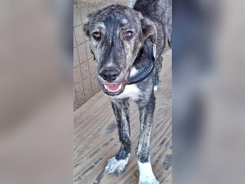 Micky  wartet auf seine Chance