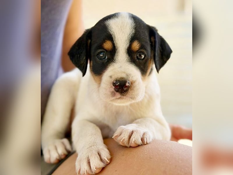 Mathilda möchte nich im Tierheim groß werden