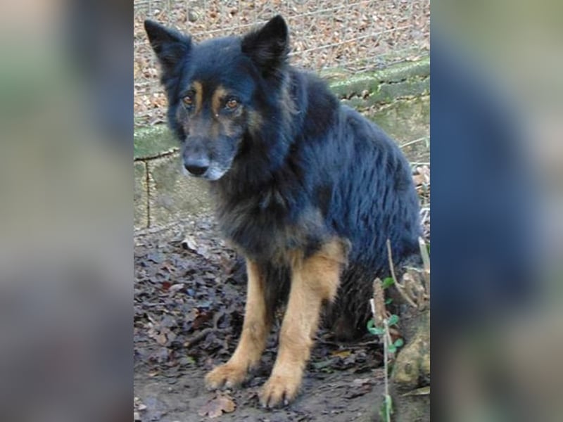 Benjamin Hundeopa lebt sich langsam ein