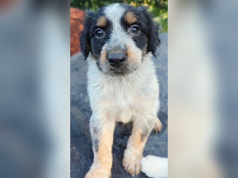 Jonny (PflegestelleLeichlingen NRW) , süßes Hundekind möchte bei seinem Menschen groß werden