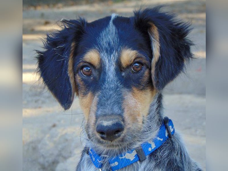 Jonny (PflegestelleLeichlingen NRW) , süßes Hundekind möchte bei seinem Menschen groß werden