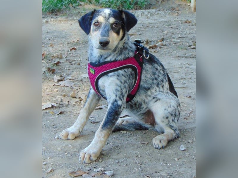 Babsi, Hundemädchen möchte nicht im Shelter aufwachsen