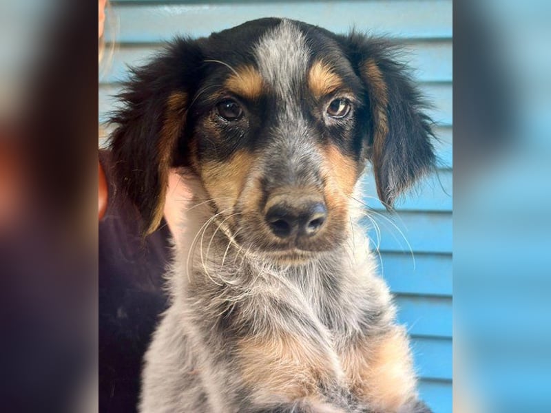 Jonny (PflegestelleLeichlingen NRW) , süßes Hundekind möchte bei seinem Menschen groß werden