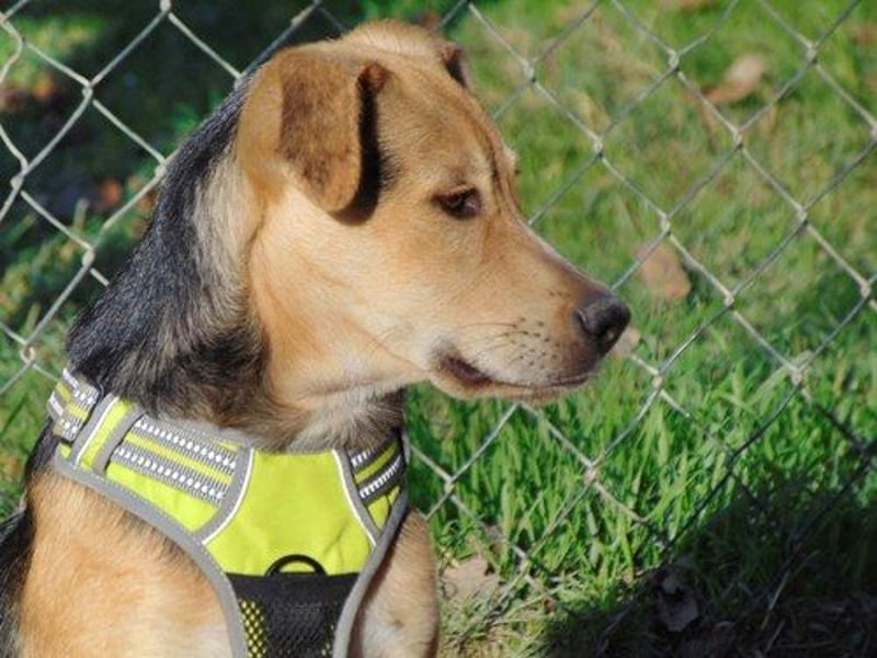 Cody, Hundejunge möchte nicht im Shelter groß werden