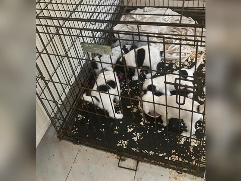 Snow süßes Hundekind wartet auf seine Chance
