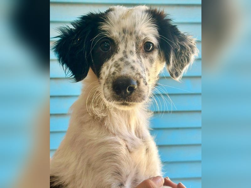 Archmedes, süßes Hundekind wartet auf seine Menschen