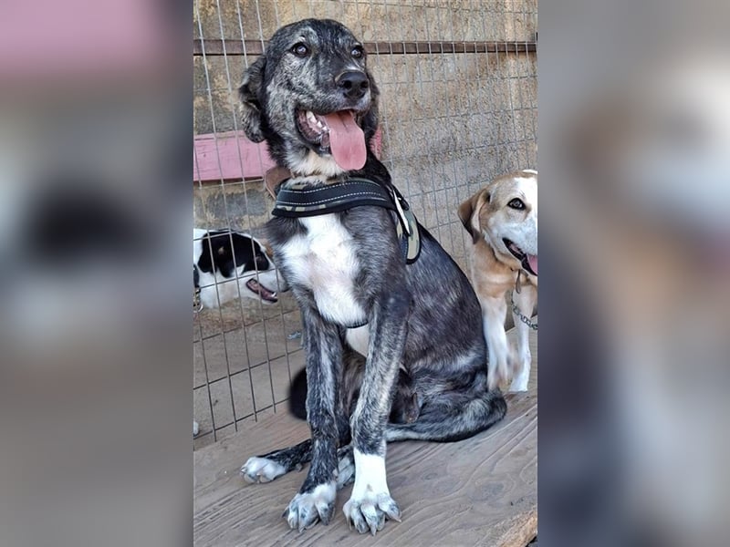 Micky  wartet auf seine Chance