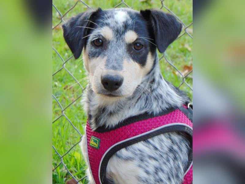 Babsi, Hundemädchen möchte nicht im Shelter aufwachsen