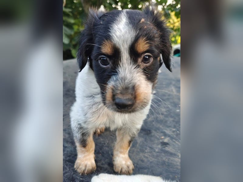 Jonny (PflegestelleLeichlingen NRW) , süßes Hundekind möchte bei seinem Menschen groß werden