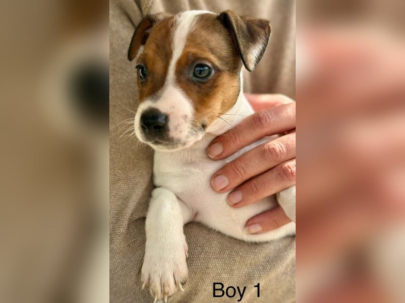 Berti - Hundejunge zum verleiben