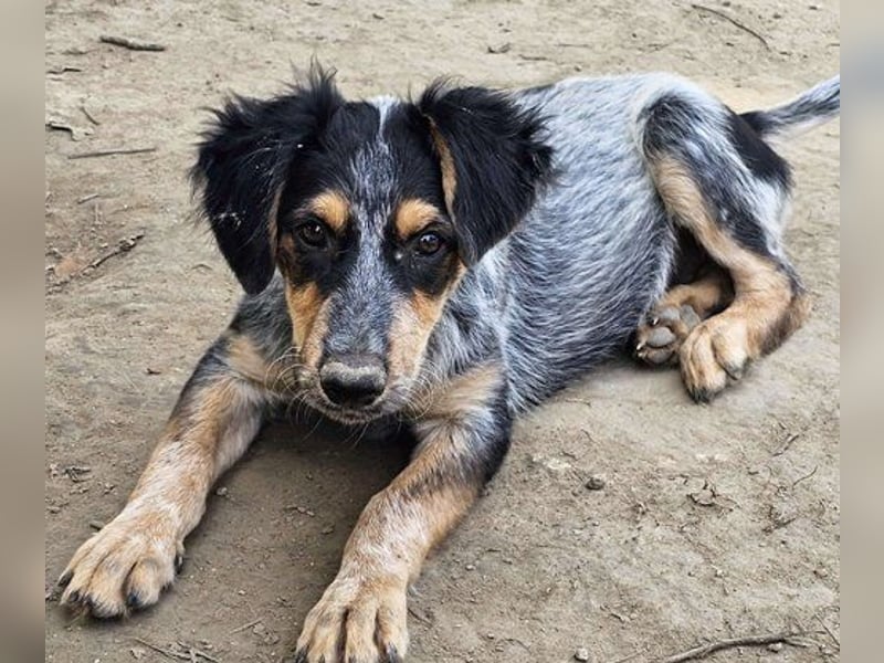 Jonny (PflegestelleLeichlingen NRW) , süßes Hundekind möchte bei seinem Menschen groß werden