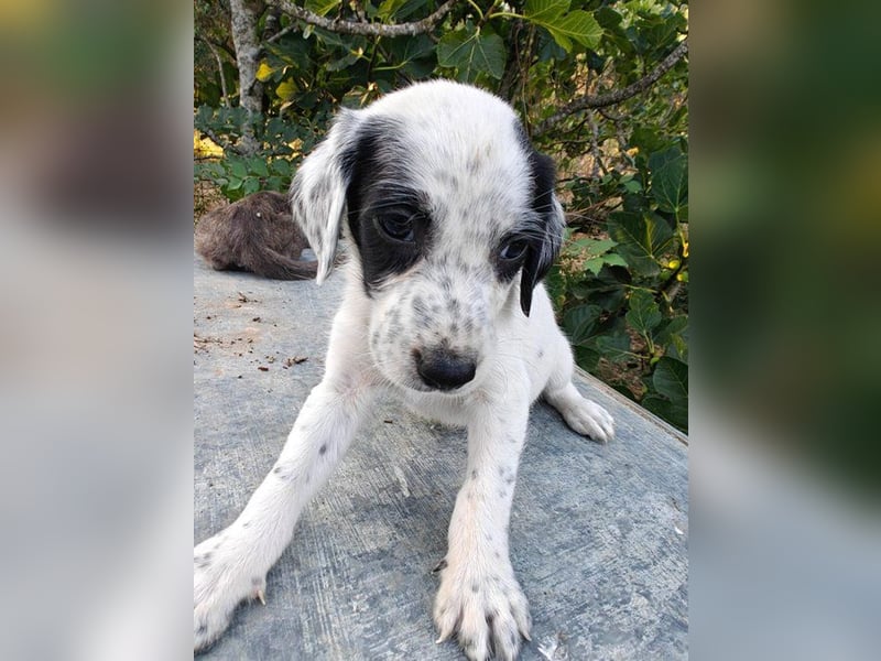 Snow süßes Hundekind wartet auf seine Chance
