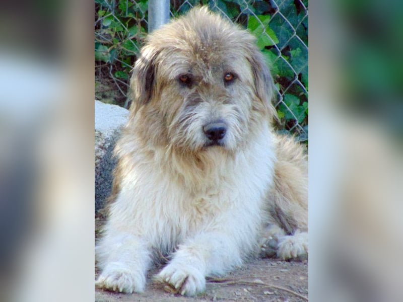 Vinnie mag Hunde lieber als Menschen