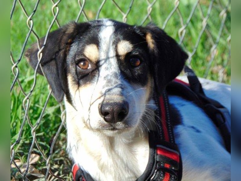 Paggy, kleines Mädchen sucht ihren Menschen