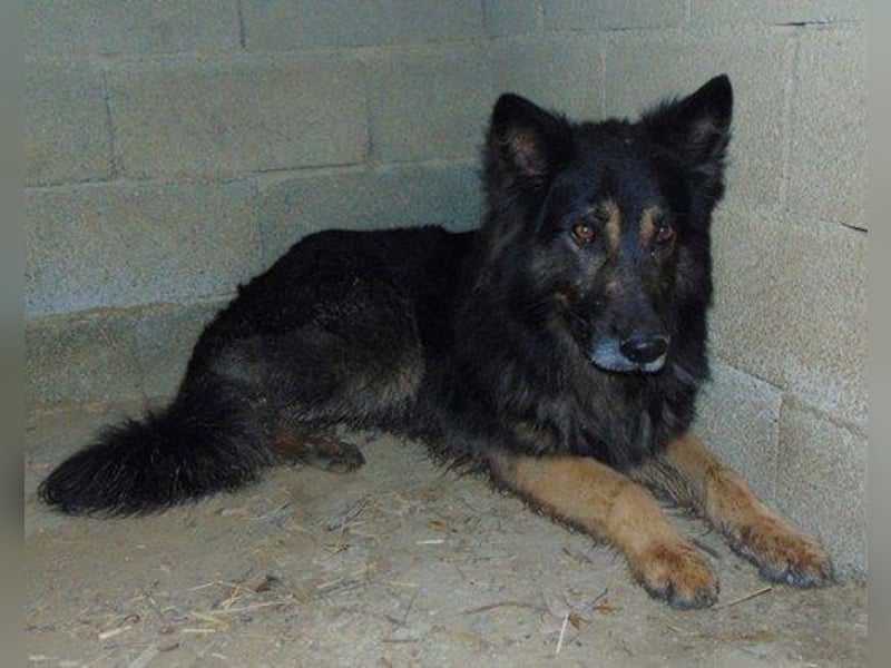 Benjamin Hundeopa lebt sich langsam ein