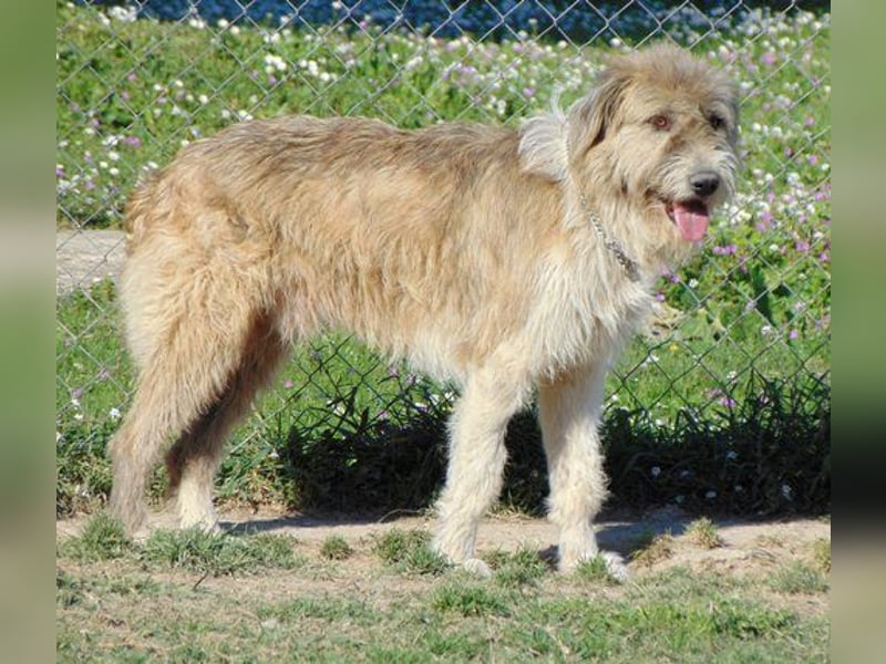 Vinnie mag Hunde lieber als Menschen