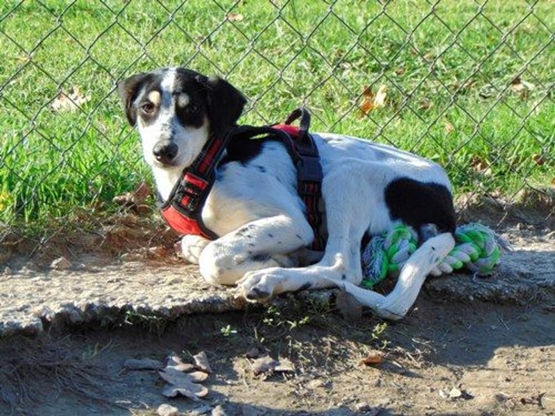Paggy, kleines Mädchen sucht ihren Menschen