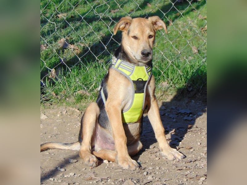 Cody, Hundejunge möchte nicht im Shelter groß werden