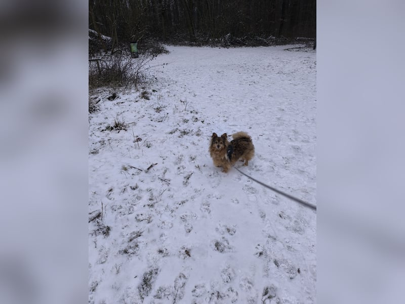 Kleine Toffee zu verkaufen