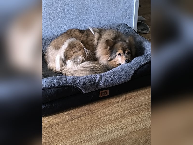 Kleine Toffee zu verkaufen