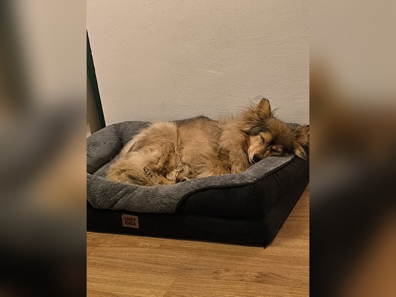 Kleine Toffee zu verkaufen