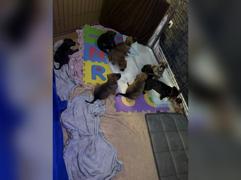 9 süße Welpen suchen ab Juni ein zu Hause