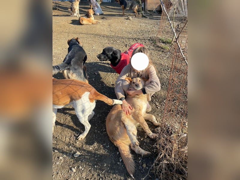 Jersey: liebe Hundedame sucht ihre Familie