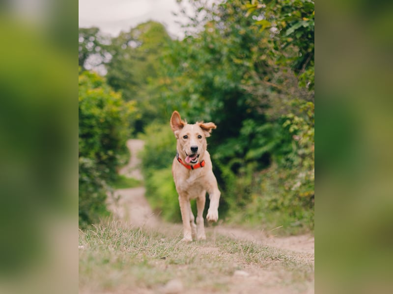 Jersey: liebe Hundedame sucht ihre Familie