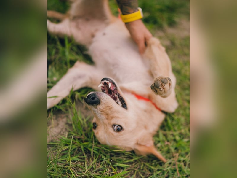 Jersey: liebe Hundedame sucht ihre Familie