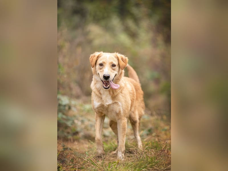 Jersey: liebe Hundedame sucht ihre Familie