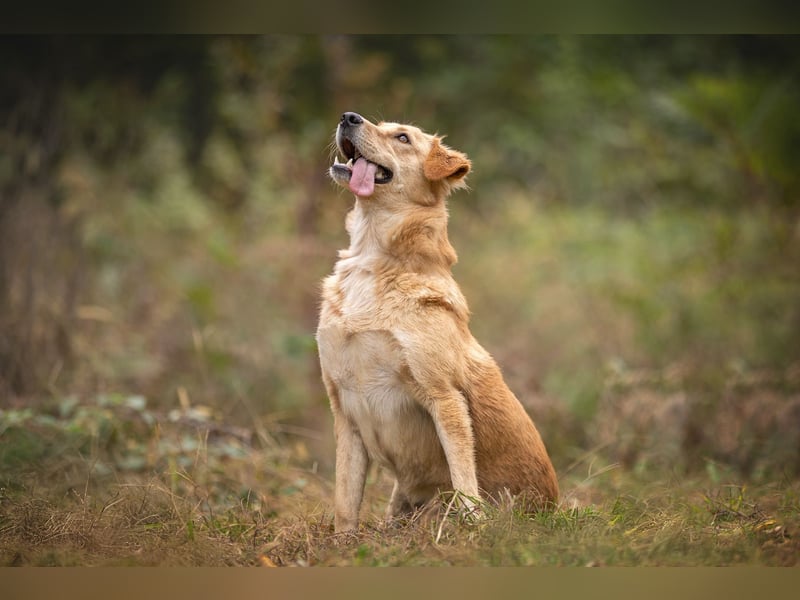 Jersey: liebe Hundedame sucht ihre Familie