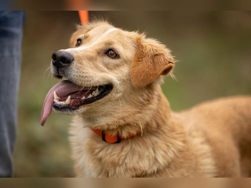 Jersey: liebe Hundedame sucht ihre Familie