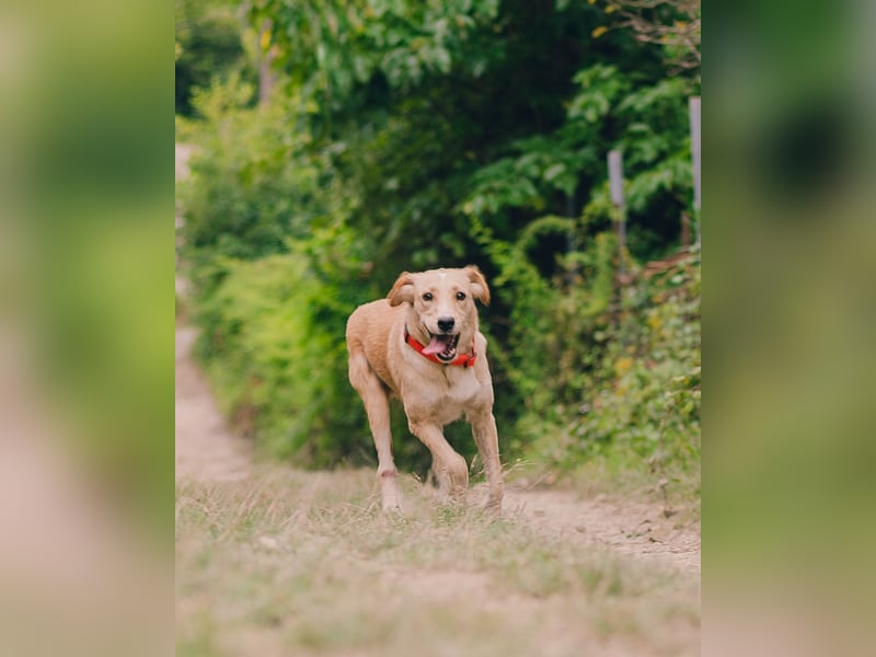 Jersey: liebe Hundedame sucht ihre Familie