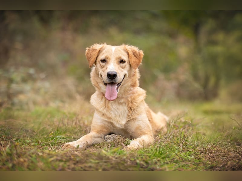 Jersey: liebe Hundedame sucht ihre Familie