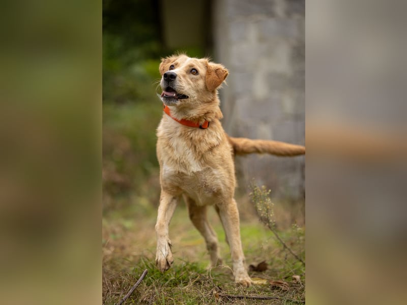 Jersey: liebe Hundedame sucht ihre Familie