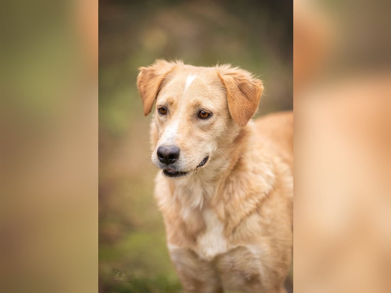 Jersey: liebe Hundedame sucht ihre Familie
