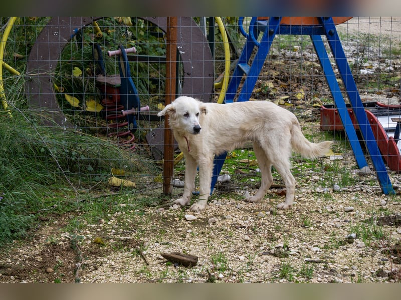 Akari - Ruhige Hündin sucht ruhiges Zuhause