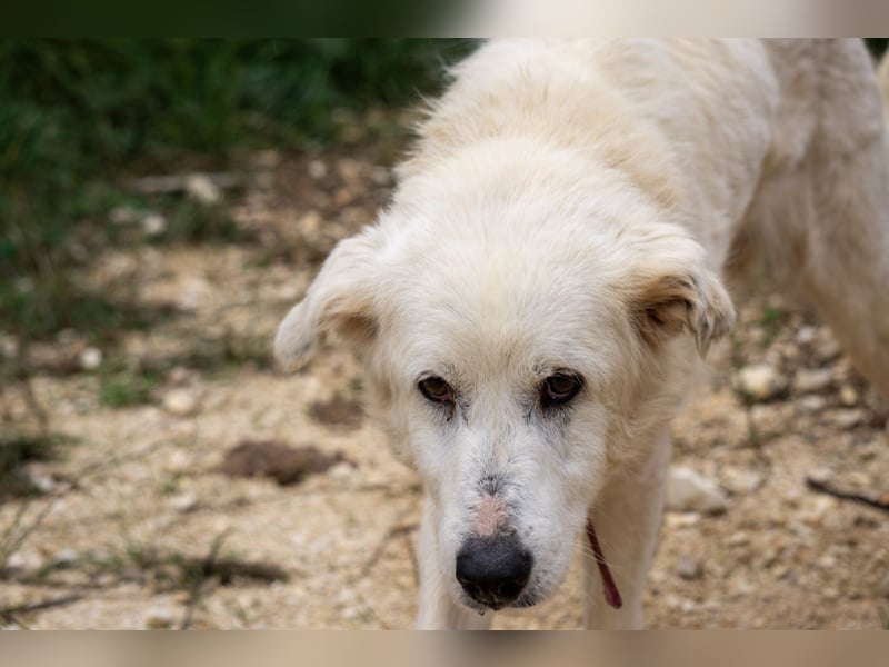 Akari - Ruhige Hündin sucht ruhiges Zuhause