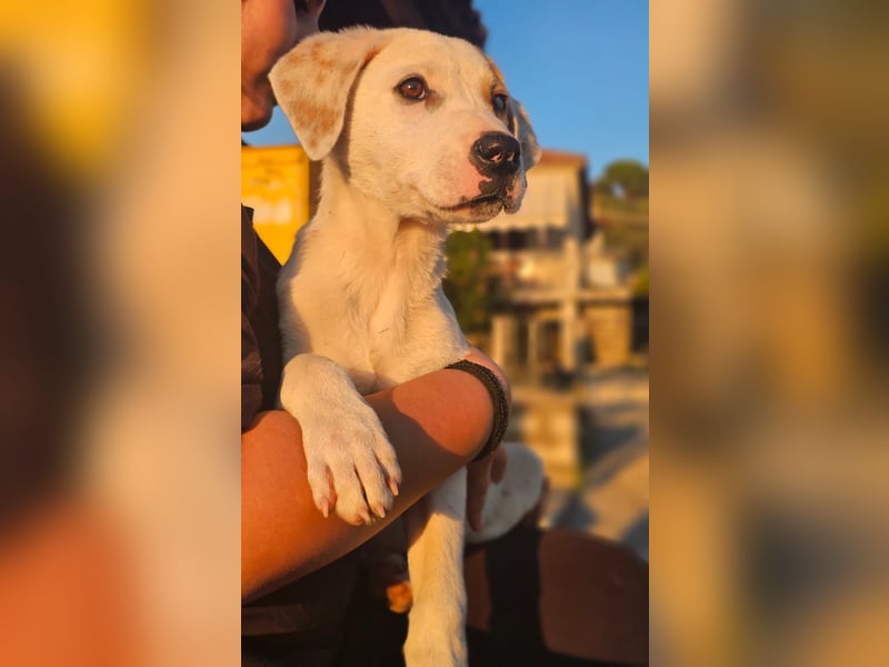 Ingrid, Welpenmädchen sucht ihr Glück