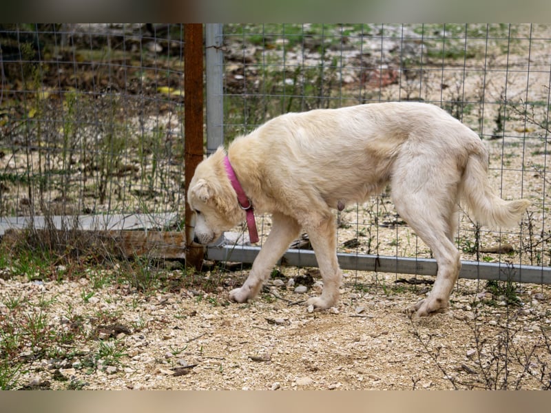 Akari - Ruhige Hündin sucht ruhiges Zuhause