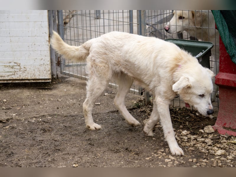 Akari - Ruhige Hündin sucht ruhiges Zuhause
