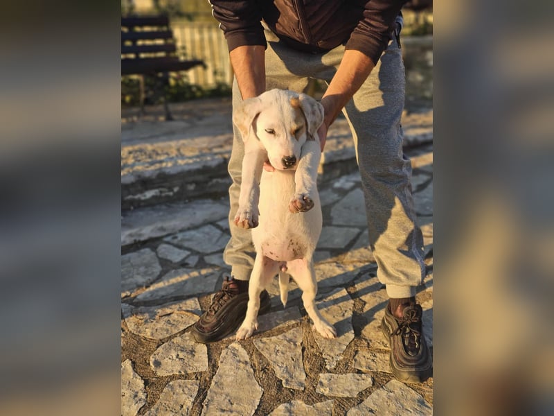 Ingrid, Welpenmädchen sucht ihr Glück