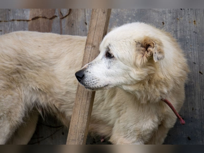 Akari - Ruhige Hündin sucht ruhiges Zuhause