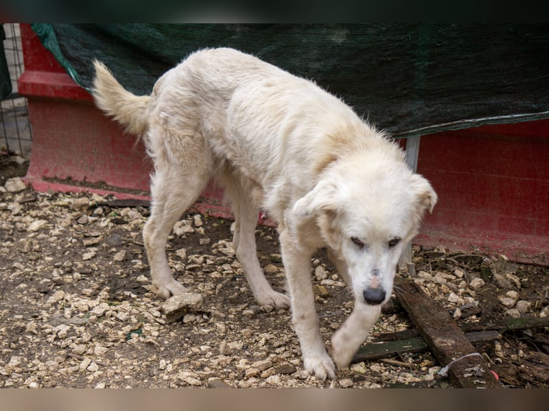 Akari - Ruhige Hündin sucht ruhiges Zuhause
